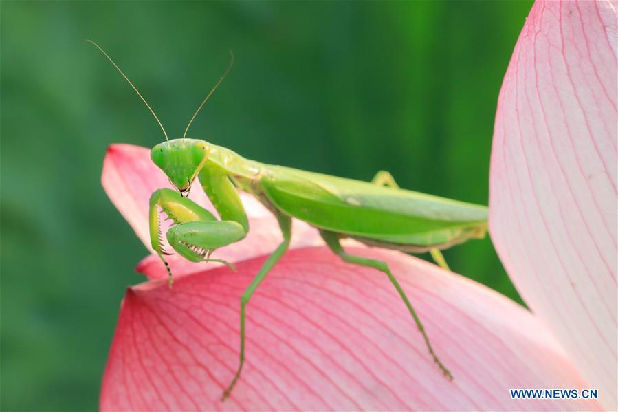 #CHINA-NATURE-ANIMAL (CN)