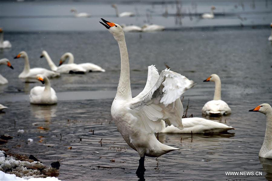 CHINA-SHANXI-SNOW-SWAN (CN)