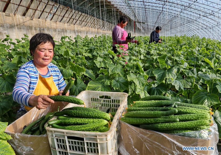 CHINA-HEBEI-QIANAN-AGRICULTURE (CN)