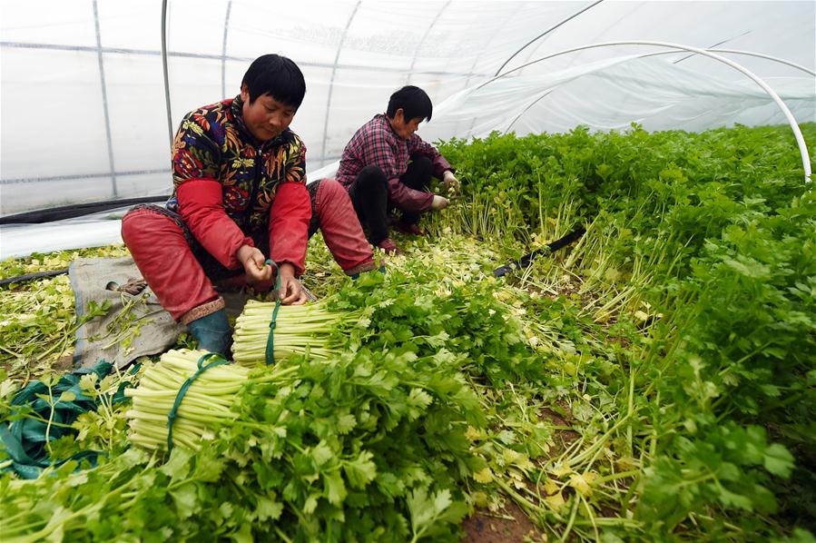 CHINA-JIANGSU-FARMING-VEGETABLE (CN)