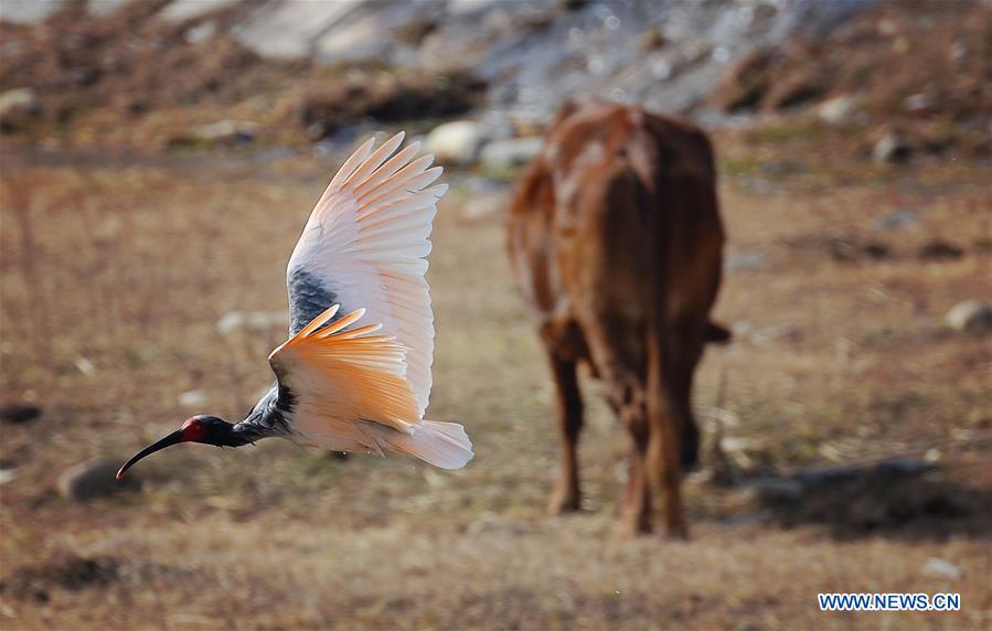 CHINA-SHAANXI-CRESTED IBIS (CN)