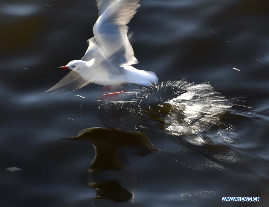 CHINA-YUNNAN-BLACK-HEADED GULLS (CN)