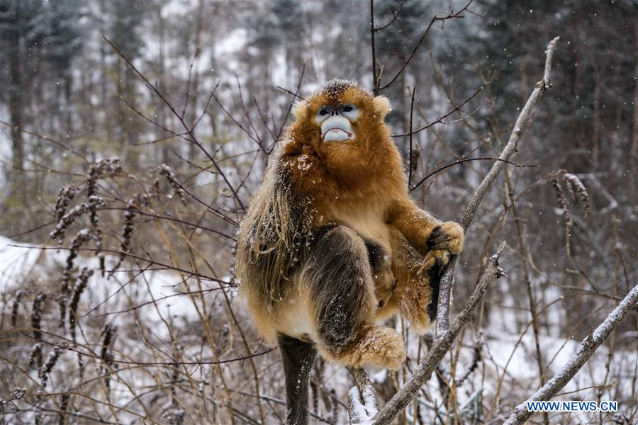 CHINA-HUBEI-SHENNONGJIA-GOLDEN MONKEY (CN)