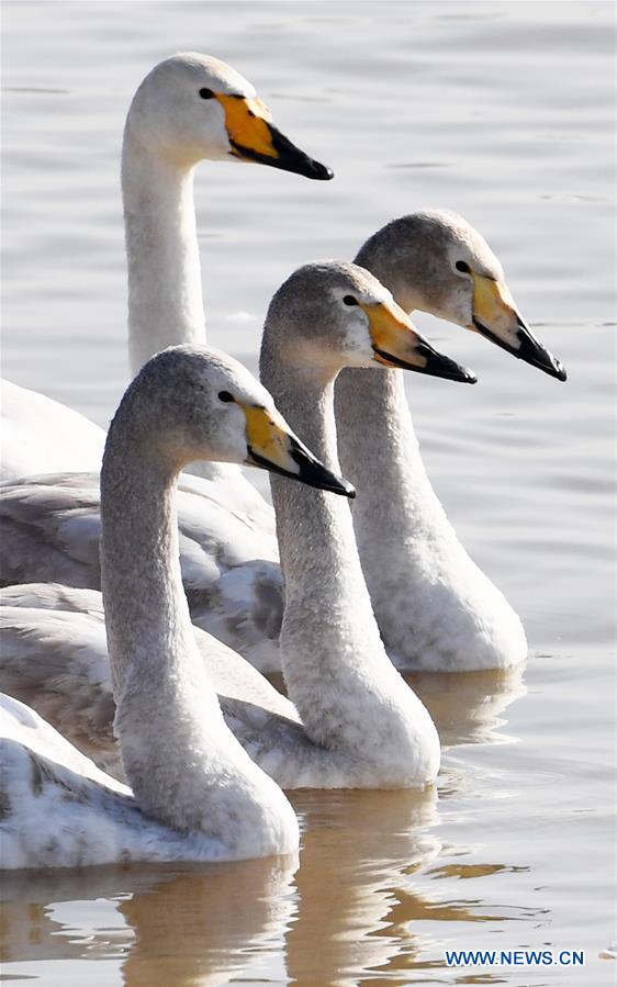 CHINA-HENAN-SANMENXIA-SWAN (CN)