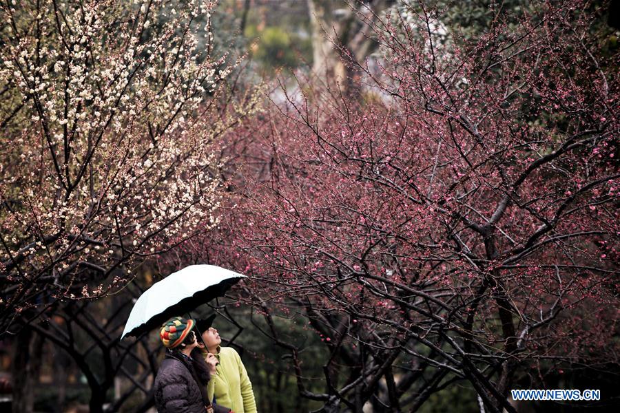 #CHINA-FLOWERS IN THE RAIN-SCENERY (CN)