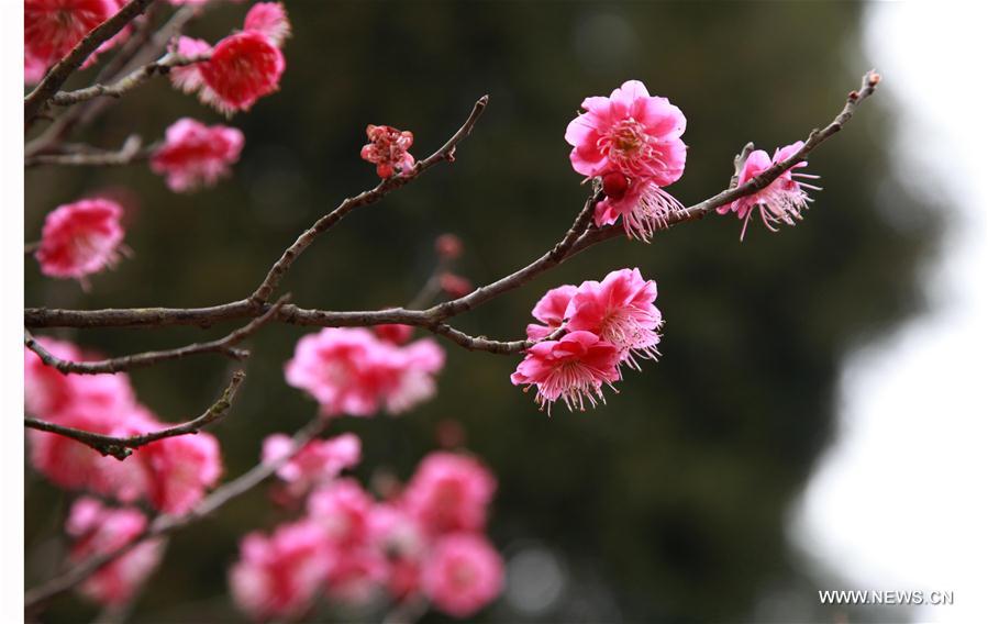 #CHINA-NANJING-MOUNTAIN-PLUM BLOSSOM