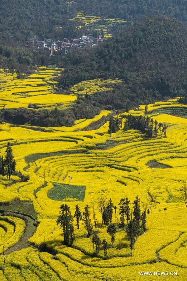 CHINA-YUNNAN-LUOPING-RAPE FLOWER(CN)