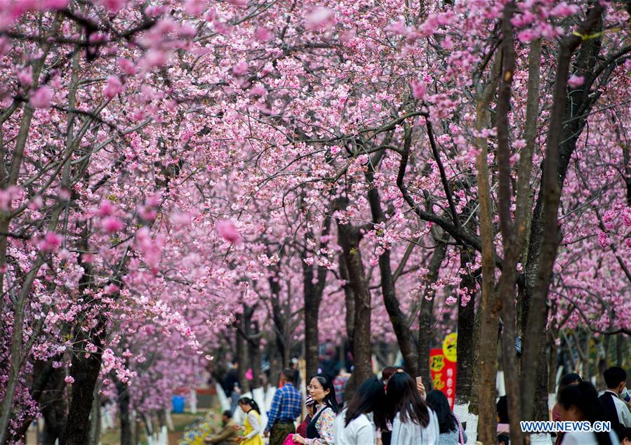 CHINA-YUNNAN-KUNMING-CHERRY BLOSSOM (CN)