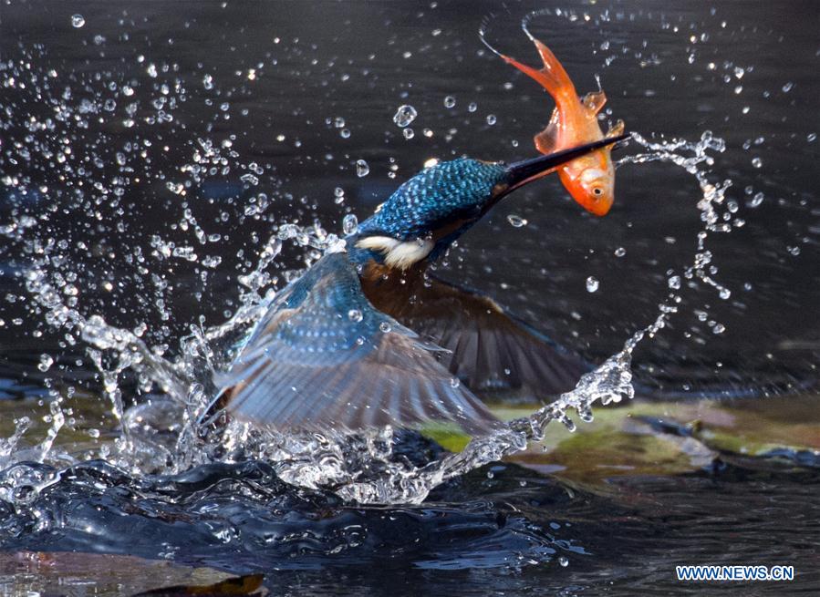 #CHINA-WUXI-KINGFISHER (CN)