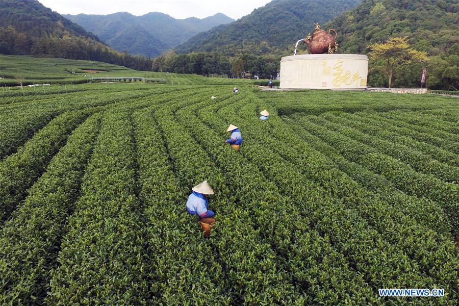 #CHINA-SPRING-TEA HARVEST (CN)