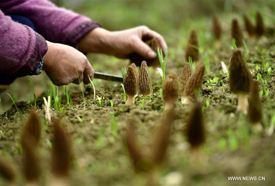 #CHINA-HUBEI-MOREL MUSHROOM-HARVEST (CN)