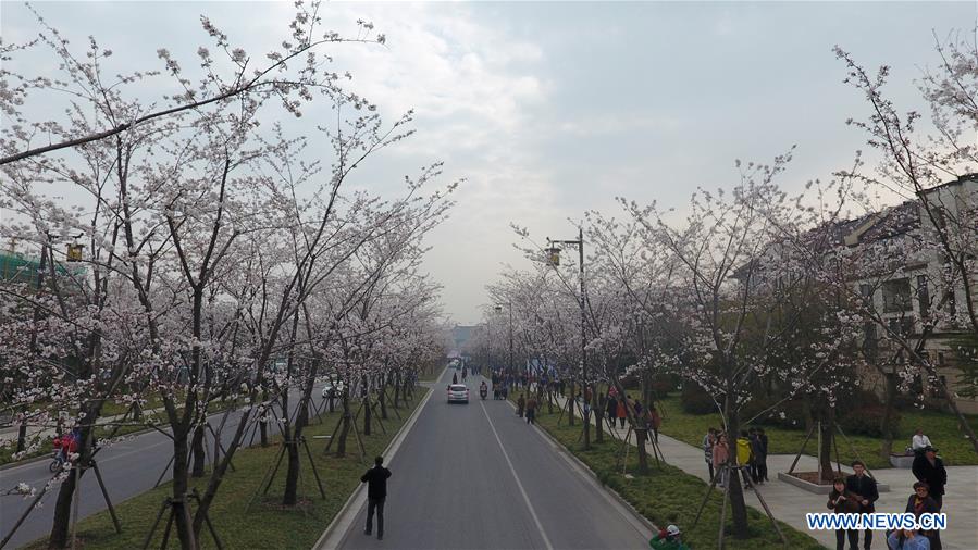 #CHINA-JIANGSU-CHERRY BLOSSOM (CN)