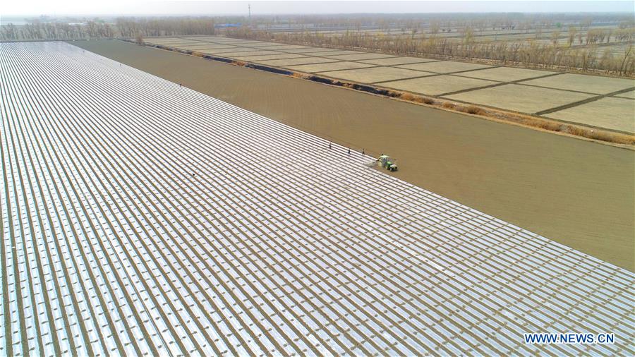 #CHINA-XINJIANG-COTTON-SEEDING (CN)