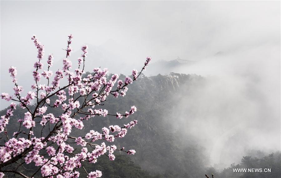 # CHINA-TIANJIN-MOUNTAIN-FLOWER(CN)