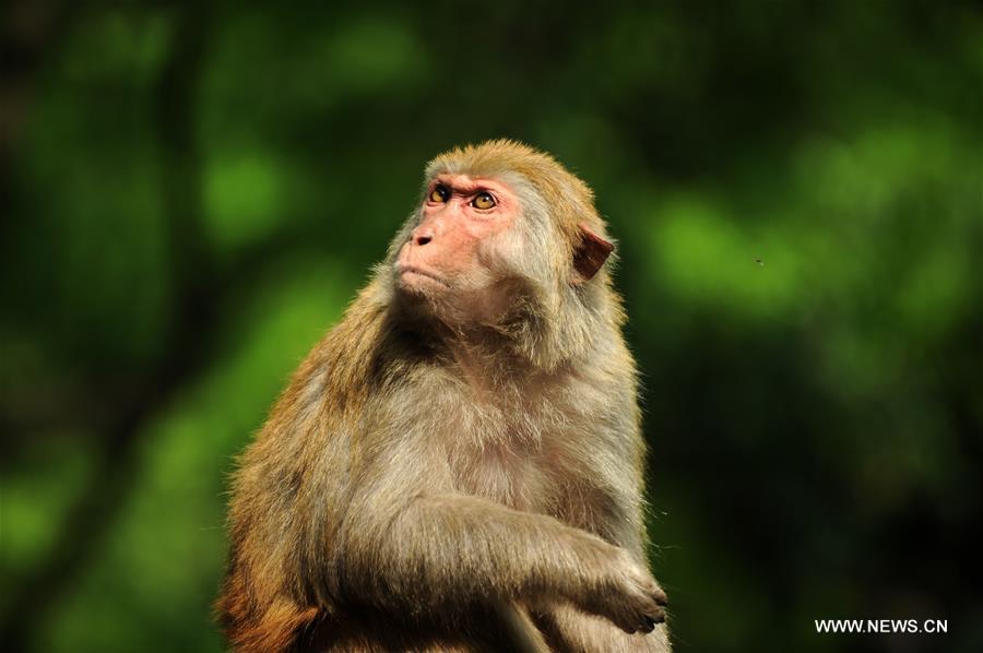 CHINA-GUIZHOU-MACAQUE (CN)