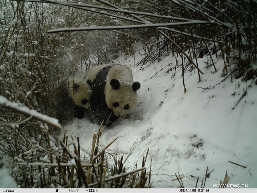 CHINA-SHAANXI-GIANT PANDA-LIFE (CN)