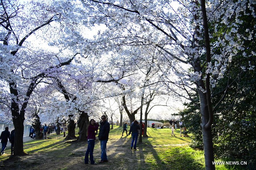 U.S.-WASHINGTON D.C.-CHERRY BLOSSOMS