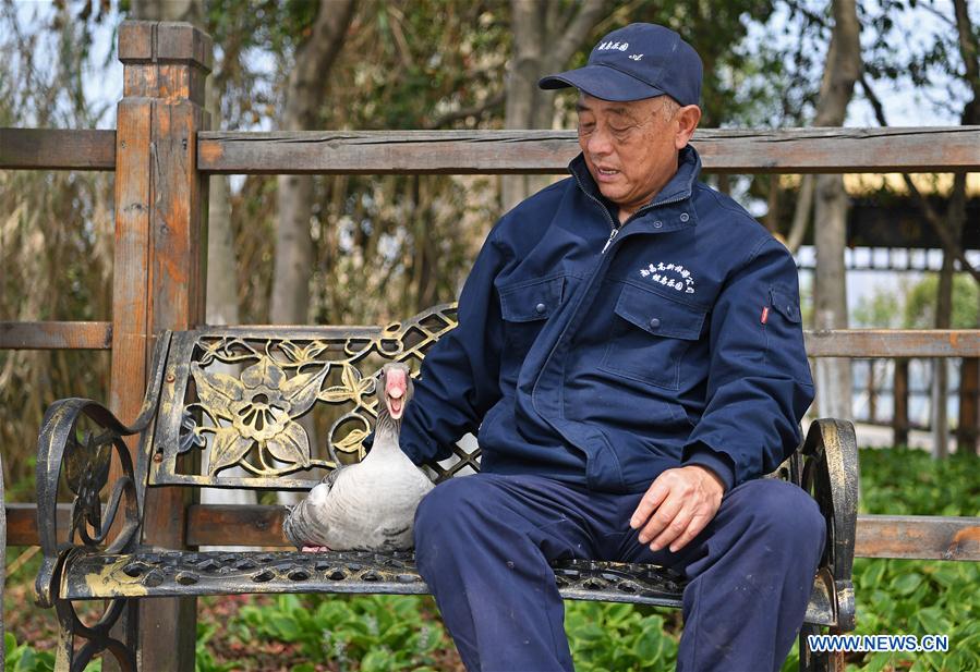 CHINA-JIANGXI-WILD GOOSE-OLD MAN-ATTACHMENT (CN)