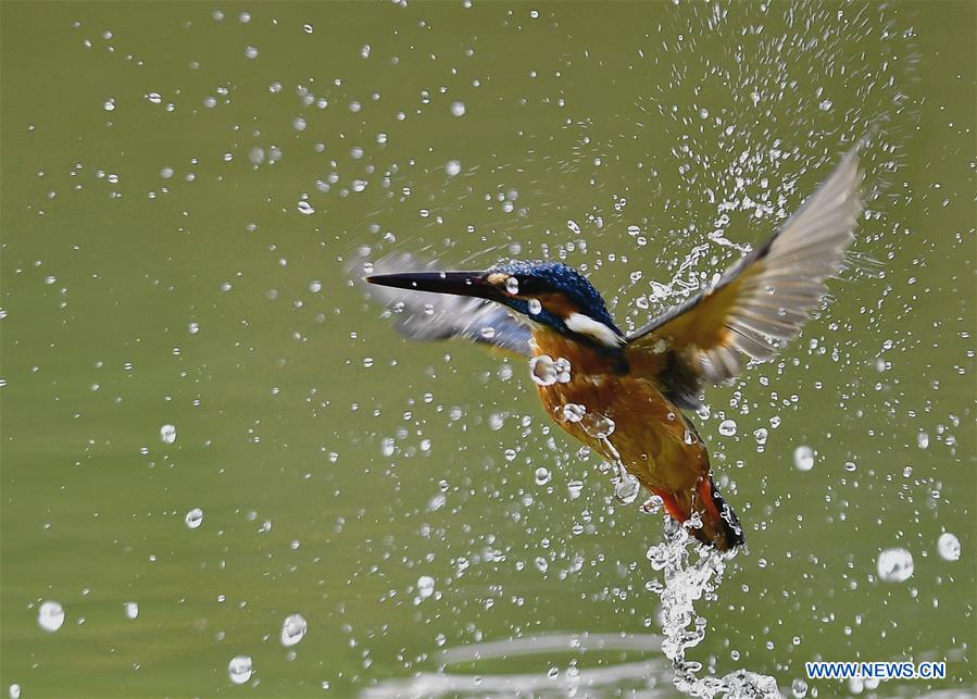 CHINA-SPRING-KINGFISHERS (CN)