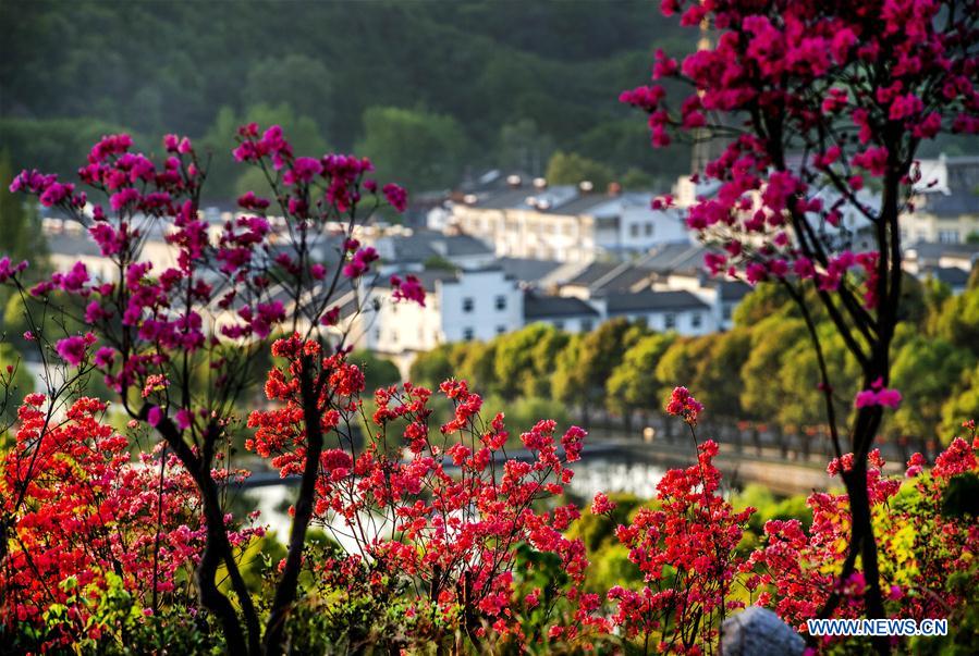 CHINA-ANHUI-SHUCHENG-TEA PLANTATION-SPRING SCENERY (CN)