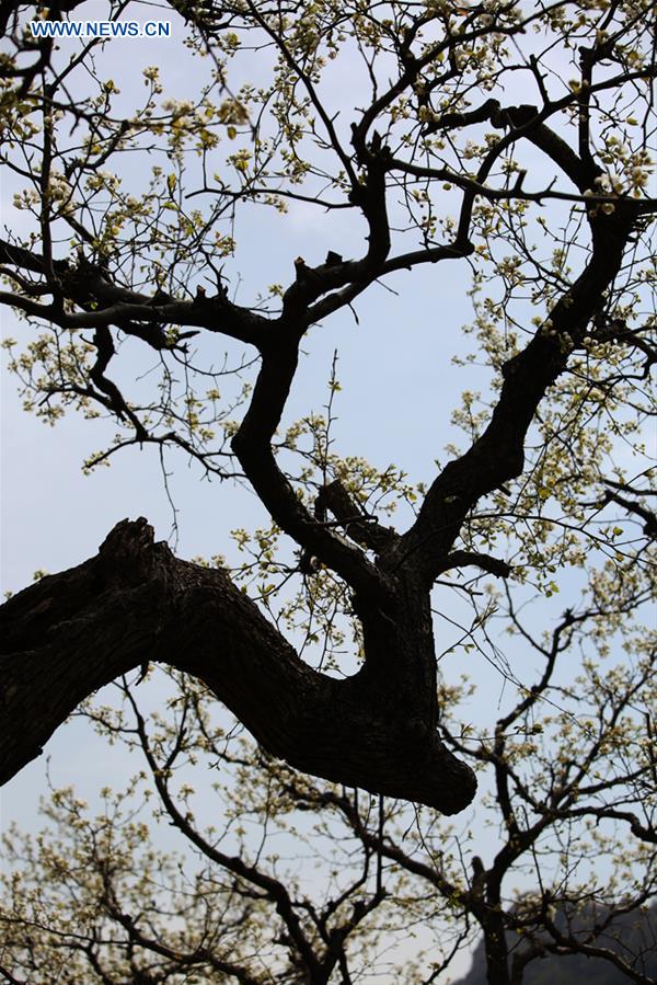 #CHINA-TIANJIN-PEAR BLOSSOM (CN)