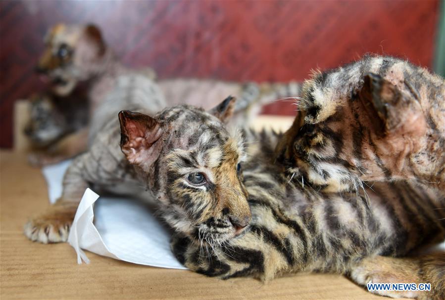 CHINA-HEILONGJIANG-HARBIN-SIBERIAN TIGER CUBS (CN)