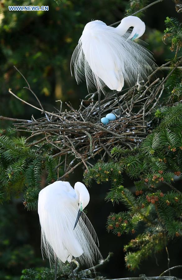 CHINA-JIANGXI-NANCHANG-EGRETS (CN)