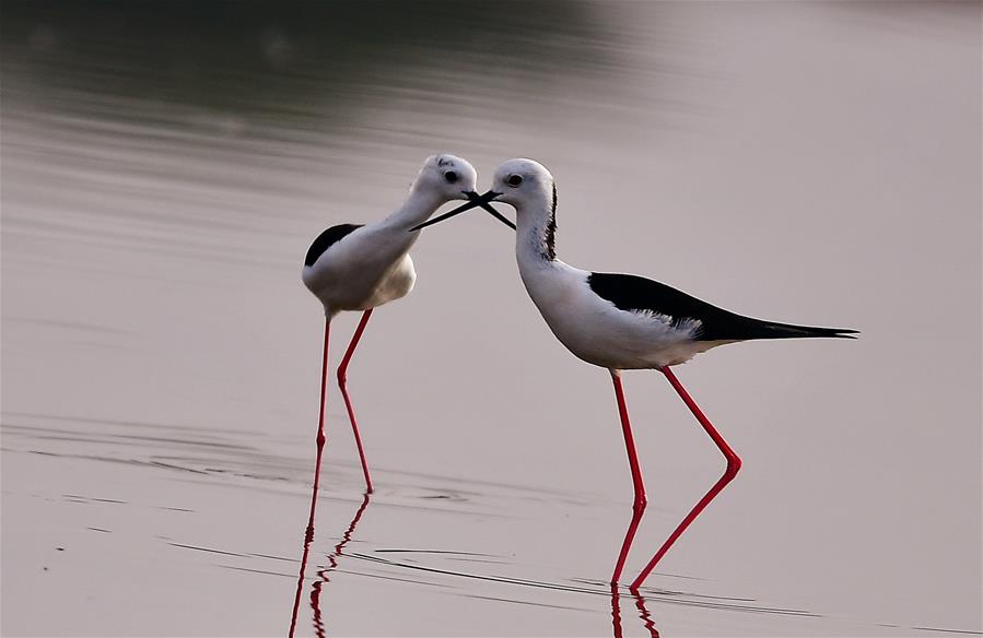 CHINA-FUJIAN-STILTS (CN)