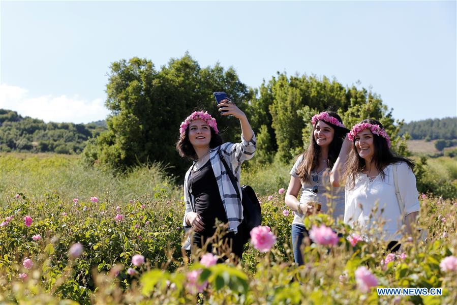 TURKEY-ISPARTA-ROSE-HARVEST