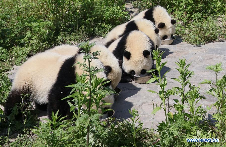 CHINA-SICHUAN-GIANT PANDA-SHENSHUPING PROTECTION BASE (CN)