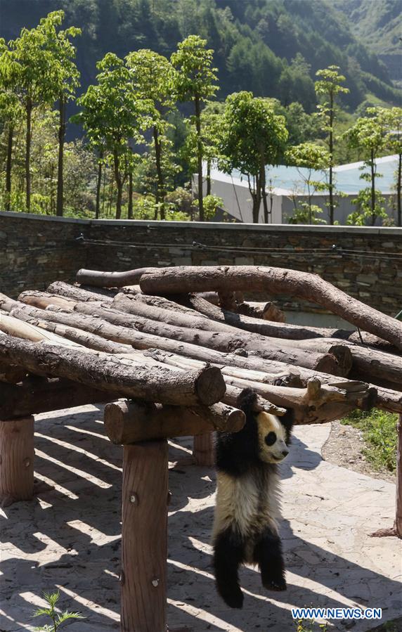 CHINA-SICHUAN-GIANT PANDA-SHENSHUPING PROTECTION BASE (CN)