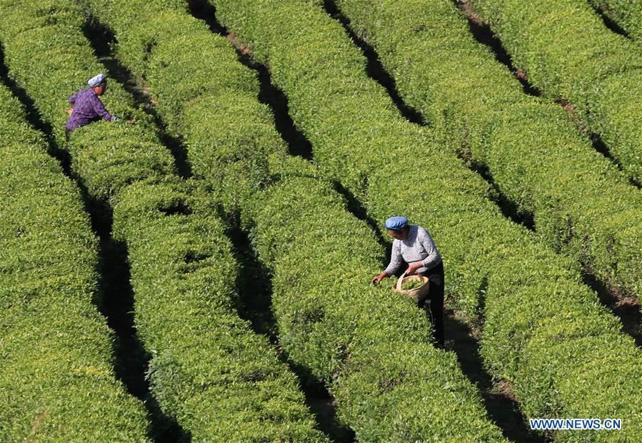 #CHINA-TEA GARDEN-HARVEST (CN)