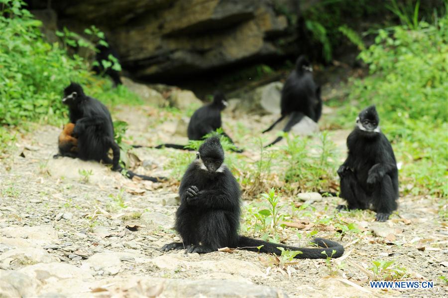 #CHINA-GUIZHOU-FRANCOIS'S LANGUR (CN*) 