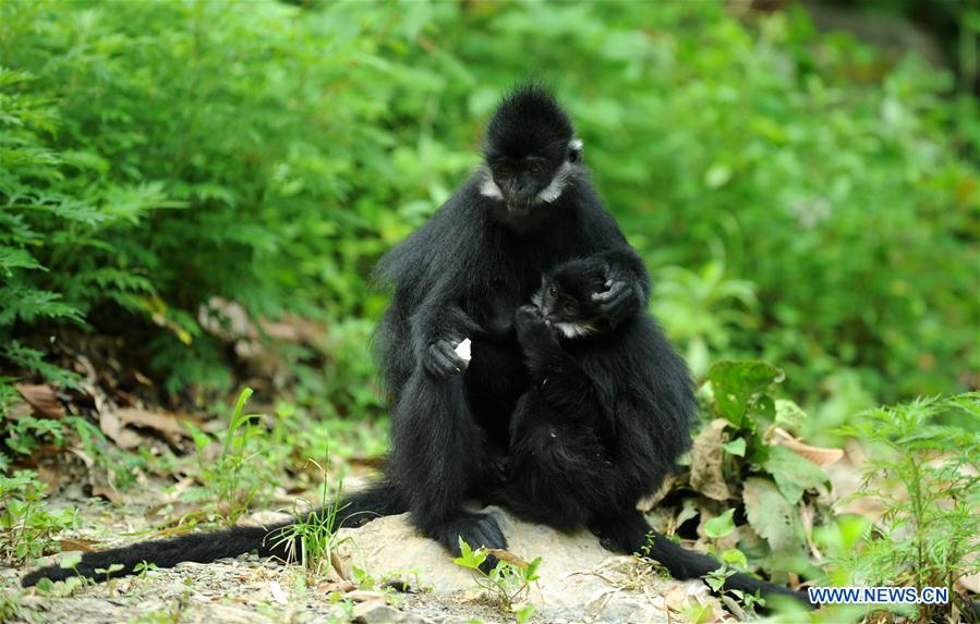 #CHINA-GUIZHOU-FRANCOIS'S LANGUR (CN*) 