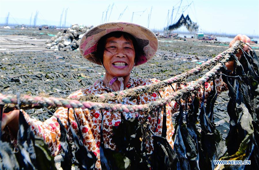 CHINA-FUJIAN-XIAPU-KELP-HARVEST (CN)