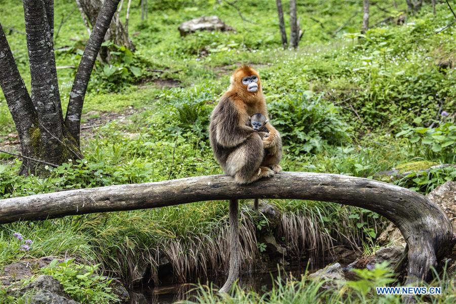 CHINA-HUBEI-SHENNONGJIA-GOLDEN MONKEY (CN)