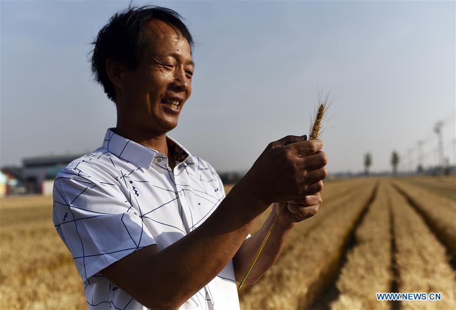 #CHINA-SHANDONG-ZIBO-WHEAT HARVEST (CN) 