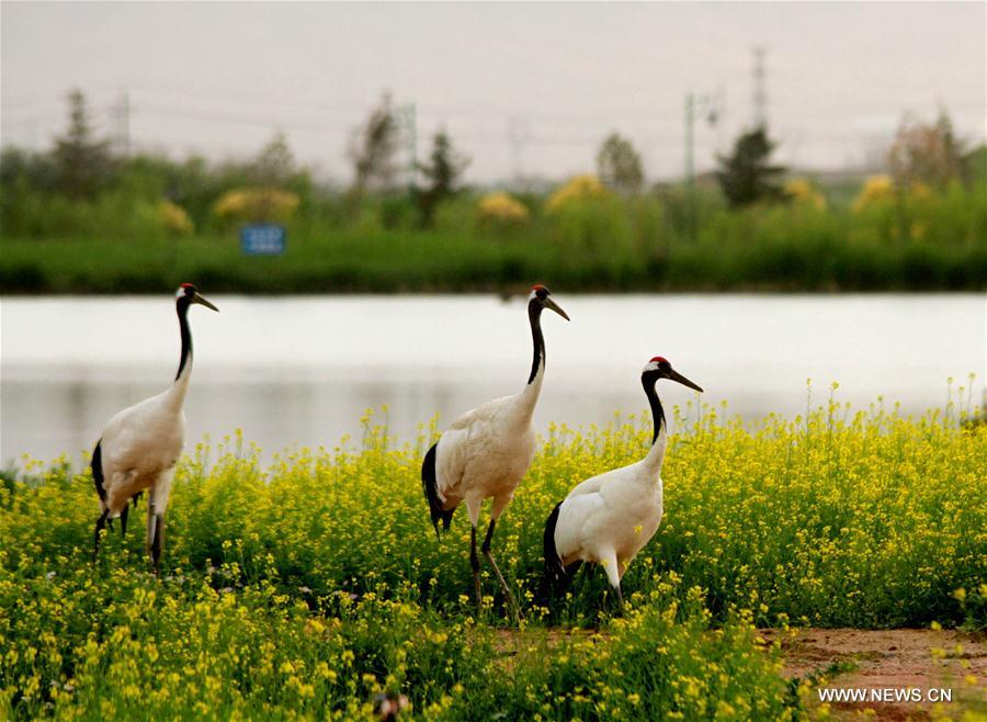 #CHINA-GANSU-ZHANGYE-CRANE (CN)