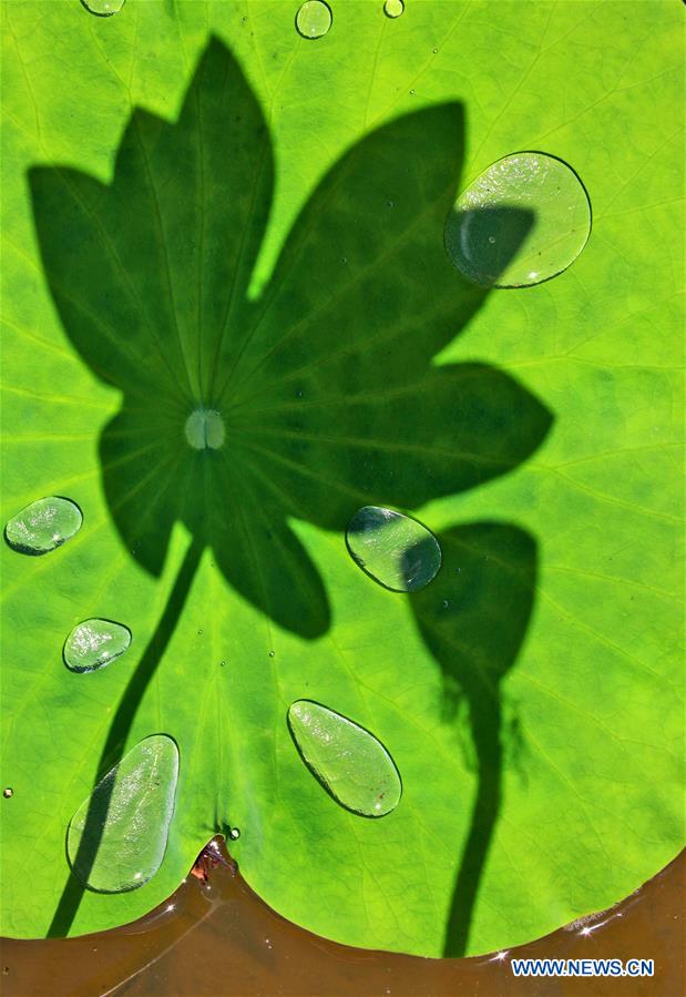 #CHINA-NATURE-LOTUS FLOWER (CN)