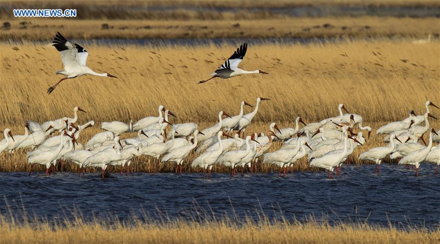 CHINA-WETLAND PROTECTION (CN)