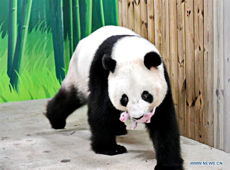 CHINA-GUANGZHOU-GIANT PANDA CUB (CN)