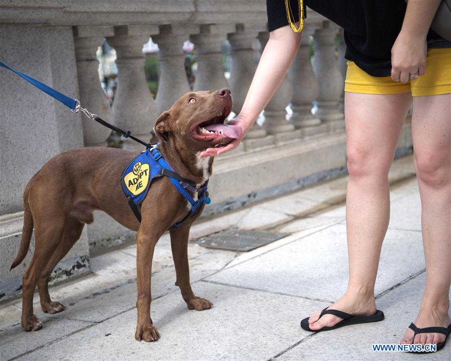 U.S.-WASHINGTON D.C.-DOGS-ADOPTION