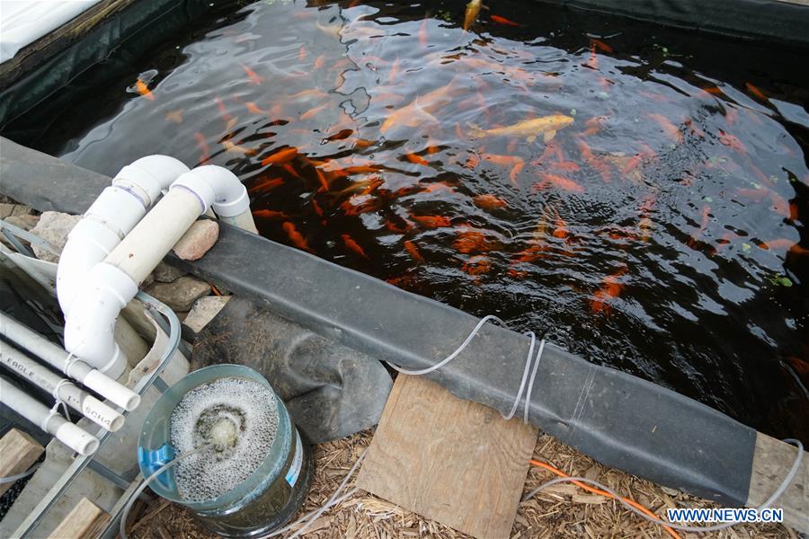 U.S.-NEW YORK-AQUAPONICS FARM