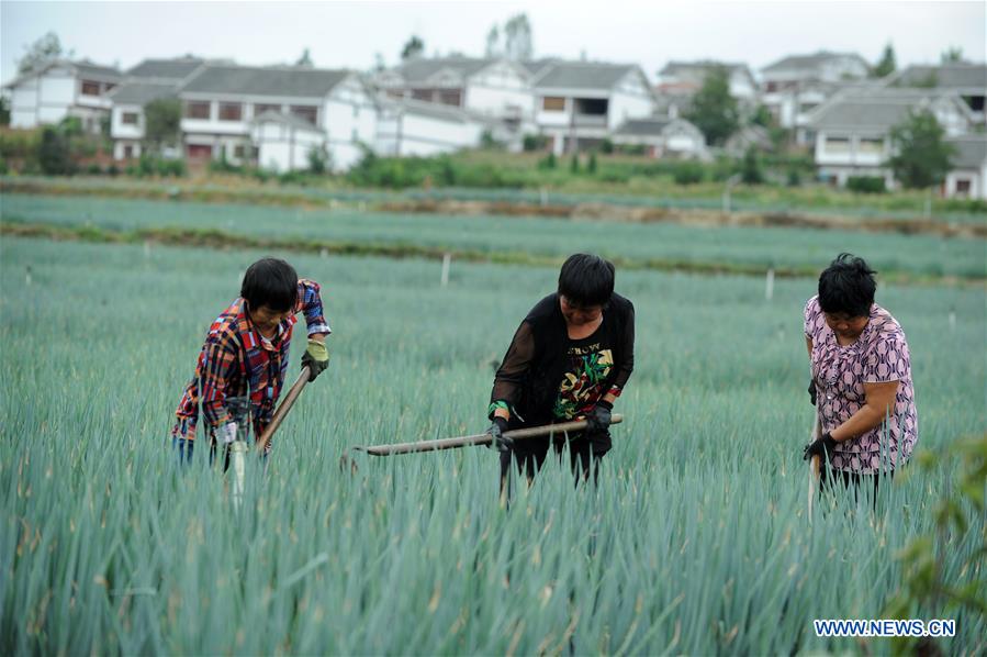 #CHINA-GUIZHOU-VILLAGES-FARM WORK (CN)