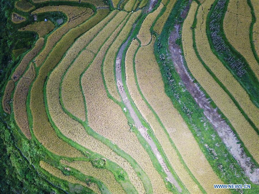 #CHINA-GUIZHOU-DANZHAI-TERRACED FIELDS (CN)