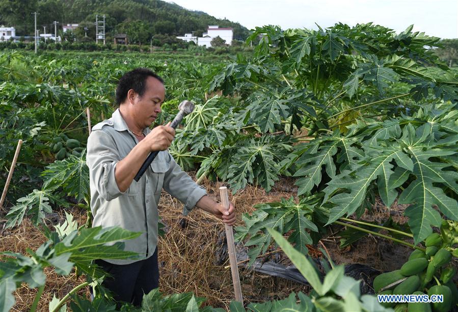 CHINA-GUANGXI-TYPHOON MANGKHUT-AFTERMATH-AGRICULTURE (CN)