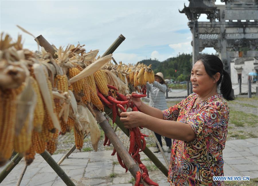 CHINA-ANHUI-YIXIAN-HARVEST (CN)