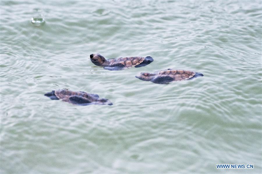 SINGAPORE-SENTOSA ISLAND-HAWKSBILL SEA TURTLE