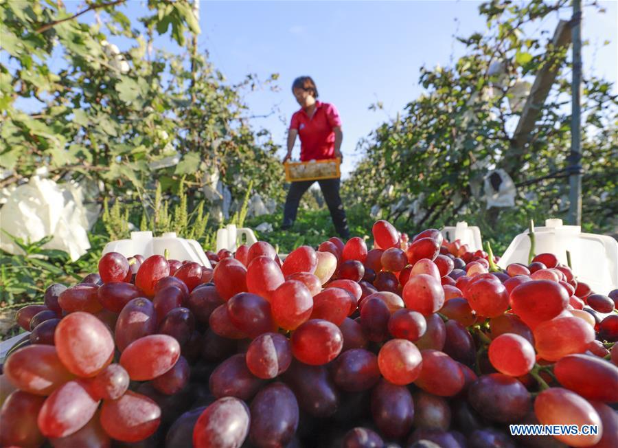 #CHINA-HEBEI-AUTUMN-FARM WORK(CN)