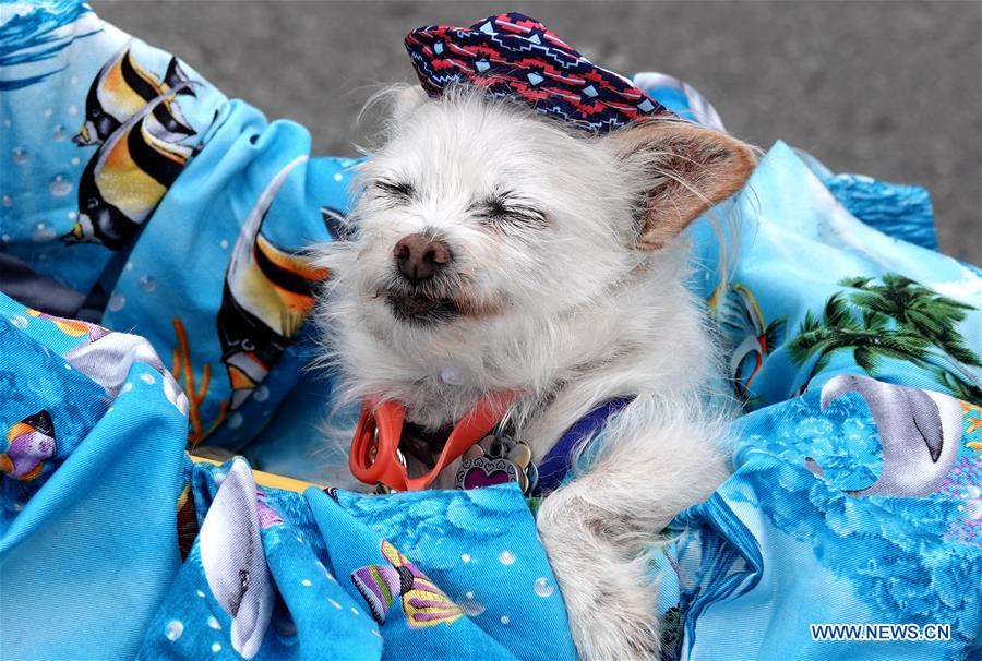 U.S.-CALIFORNIA-BURLINGAME-PET DOG-PARADE